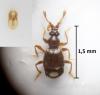 Bryaxis bulbifer